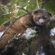 Illustration for article titled Newly-discovered mammal is mix of house cat and a teddy bear